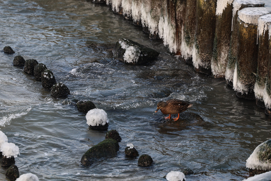Мороз и море: как стихия украсила променад в Зеленоградске (фото)