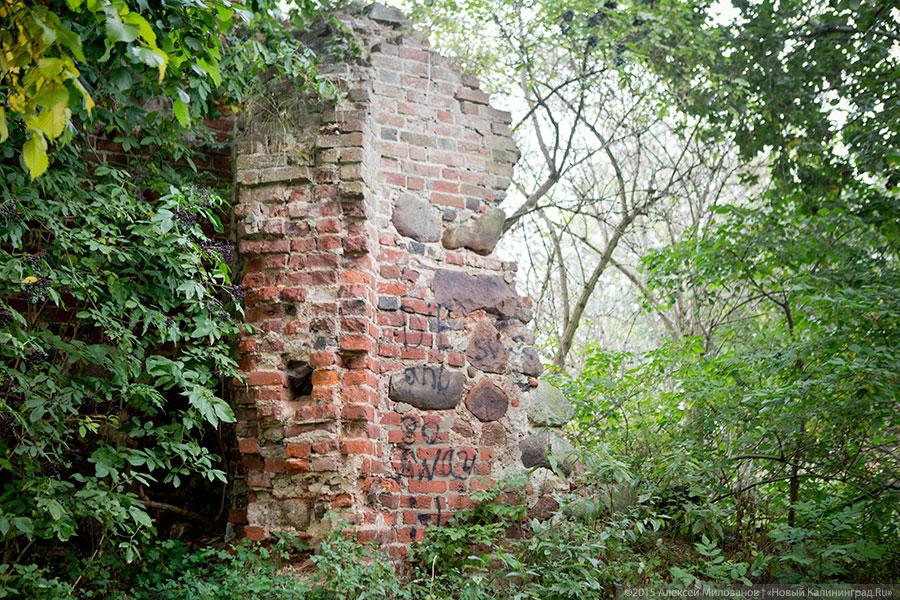 Исчезая в зелени: руины кирхи XIV века в поселке Яблоневка Гурьевского района