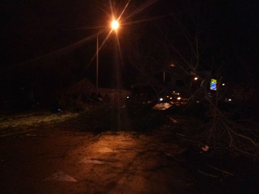 В Багратионовском районе на дорогу упало дерево (фото)