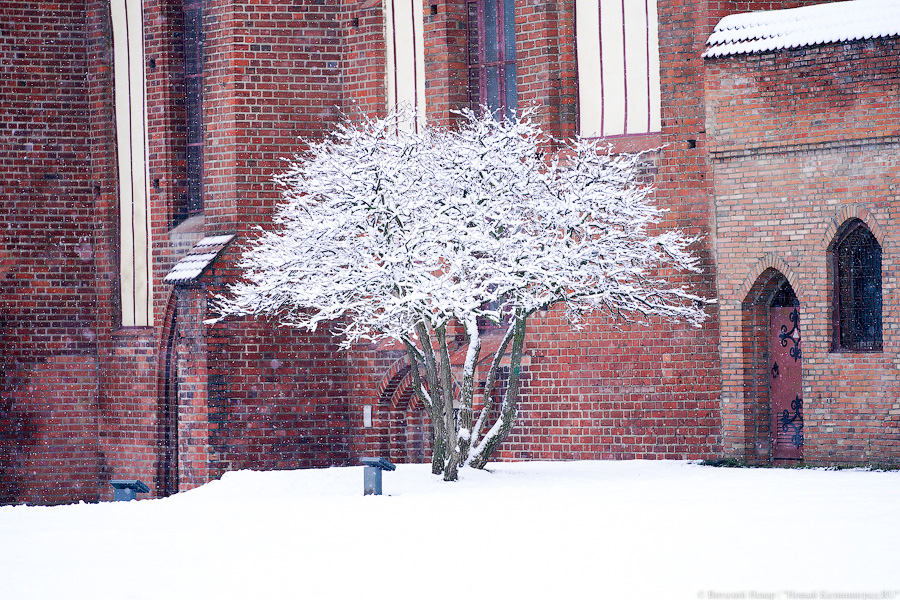 За ночь Калининград замело снегом. Вот как выглядел город утром 13 января (фото)