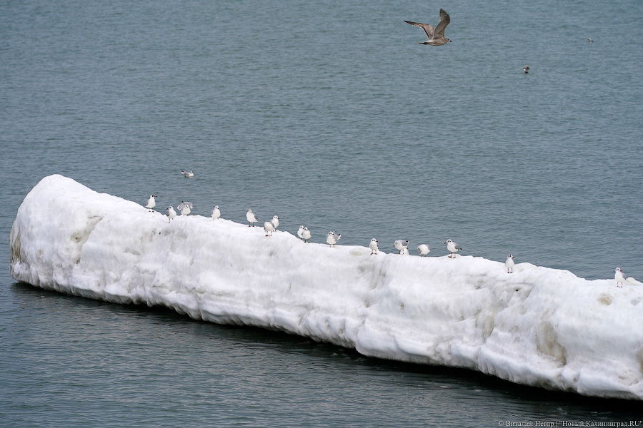 В Калининградской области массово гуляют по морскому льду, несмотря на запрет МЧС (фото)