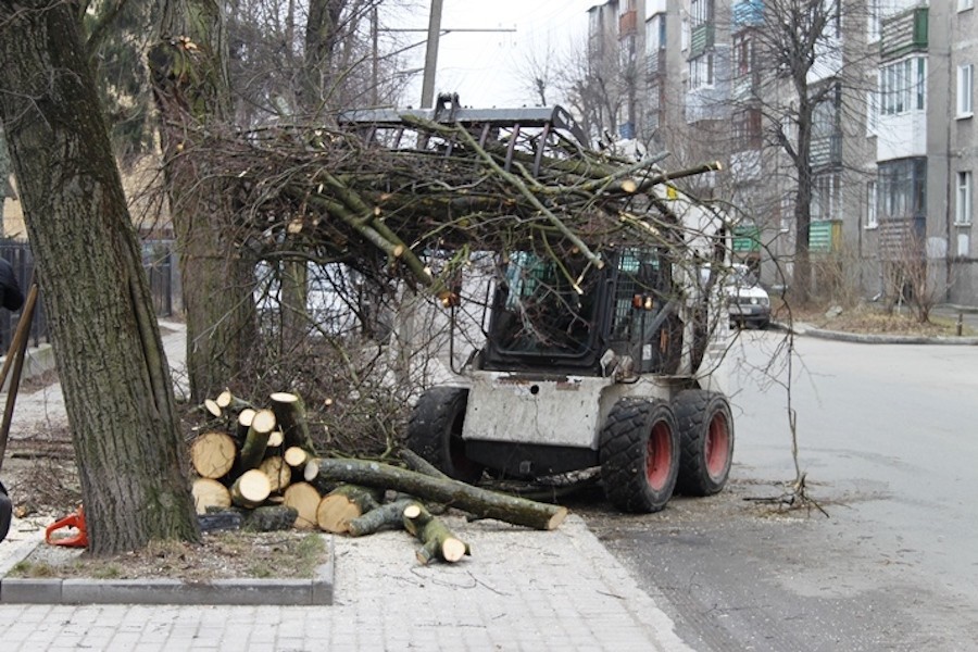 В мэрии Калининграда временно отказались от обрезки деревьев