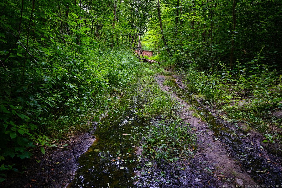 Эксперт: масштабы вырубки Суздальского леса должны быть научно обоснованы