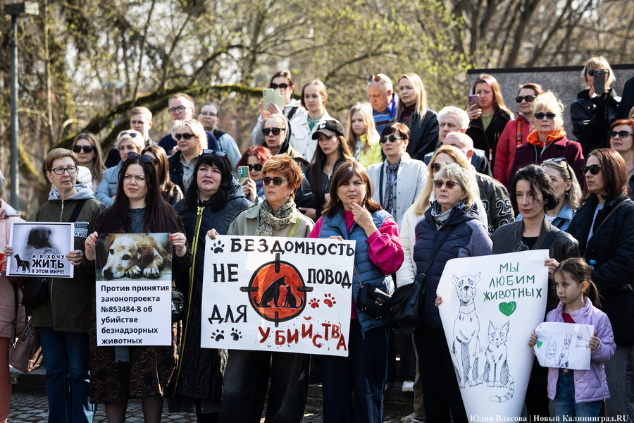 В защиту братьев меньших: в Калининграде прошёл митинг против убийства животных (фото)
