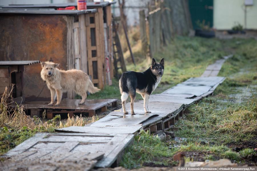 Куратор передержки для бездомных животных: «Они становятся как родные»