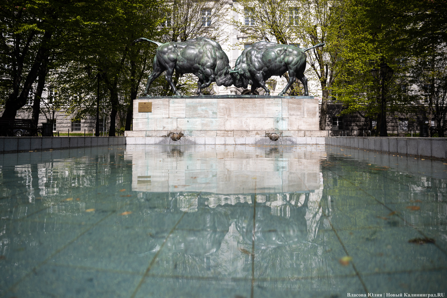 «Быки» и «младенцы»: в Калининграде начался сезон фонтанов (фото)