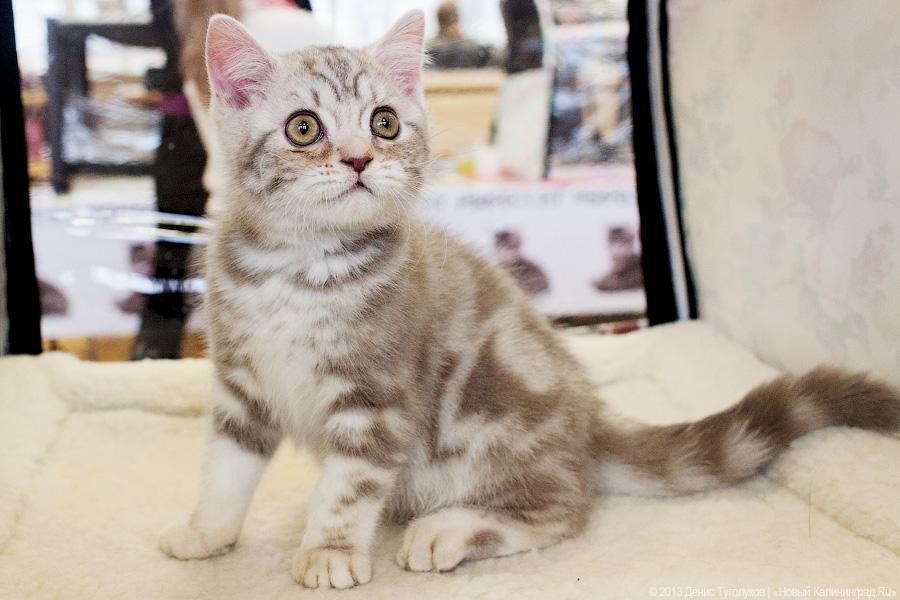Котики. Портреты: в ДКЖ прошла выставка-продажа котят разных пород