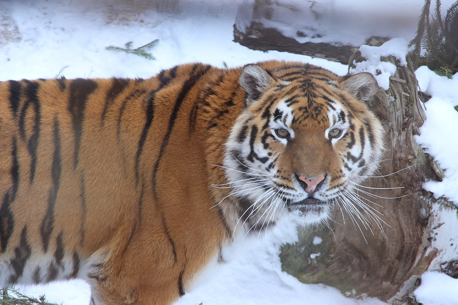 Фото предоставлено пресс-службой зоопарка