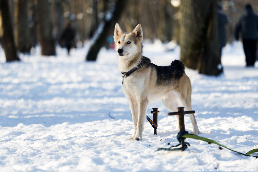 Игры при −20°C: как в Калининграде прошёл День зимних видов спорта