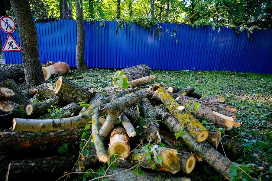 Жителя Гвардейска оштрафовали на миллион рублей за вырубку шести деревьев на дрова