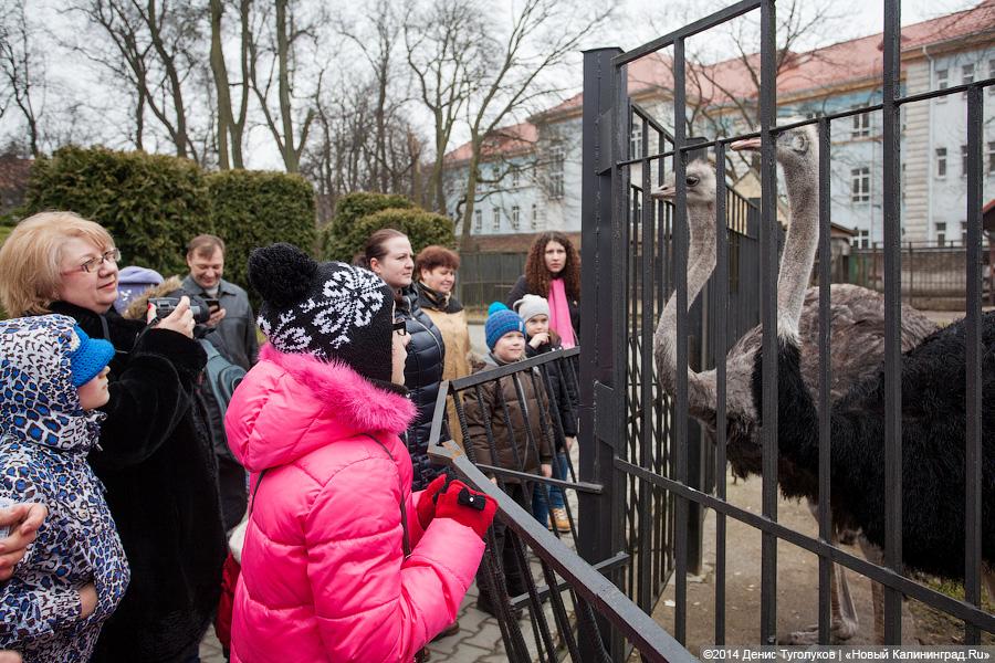 Ишь ты, Масленица!: как в зоопарке отмечали приход весны