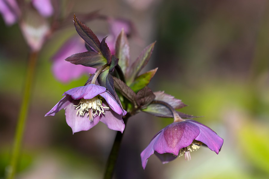 Весна в городе: посмотрите, как зацвёл Ботанический сад (фото)