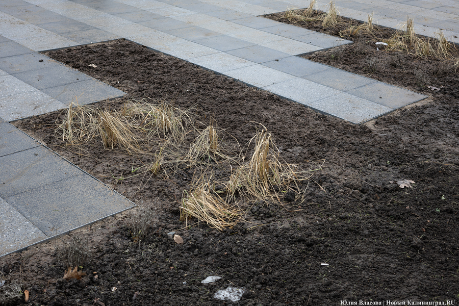 В трех соснах: как выглядит благоустроенная территория у стадиона «Балтика» (фото)