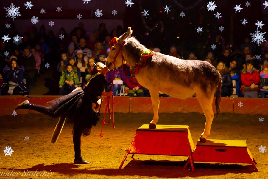 Не пропустите новогоднее цирковое представление в конном центре «Каприоль» 