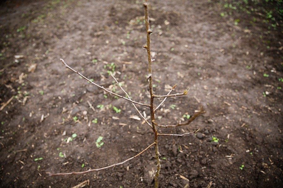 Власти Калининграда выделяют многодетным 77 новых участков, это в 60 раз меньше нужного