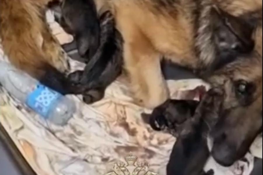 В Центре кинологической службы УМВД родились щенки. Полиция предлагает придумать имена (видео)