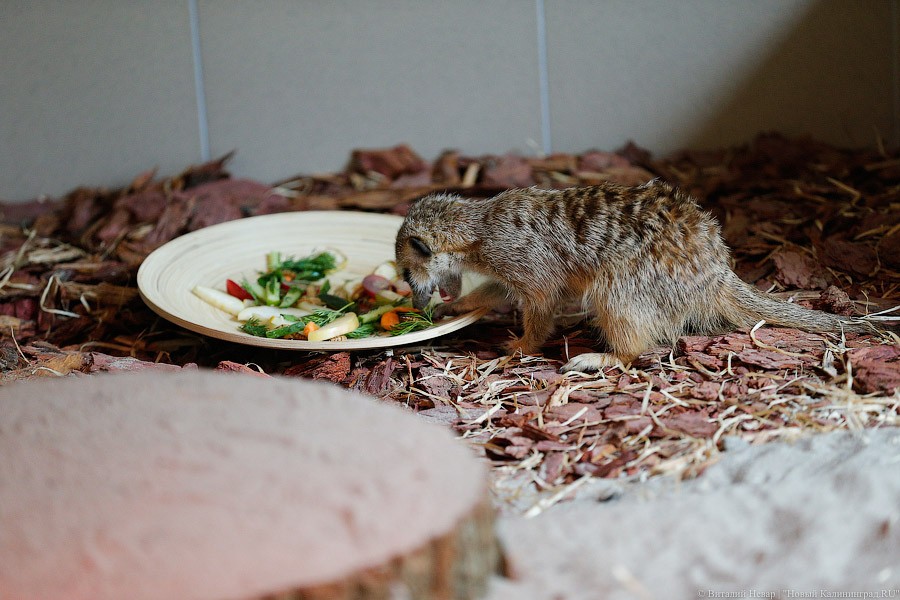 Просто милашки: в Калининградском зоопарке обживаются две самки сурикатов