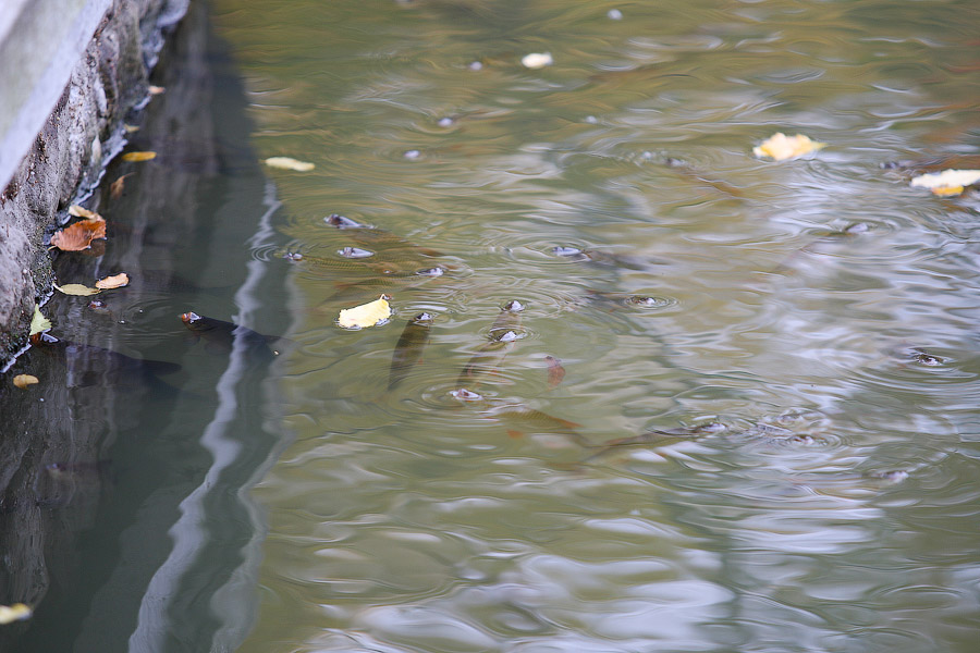 В Калининграде хотят углубить Верхнее озеро, чтобы не погибала рыба