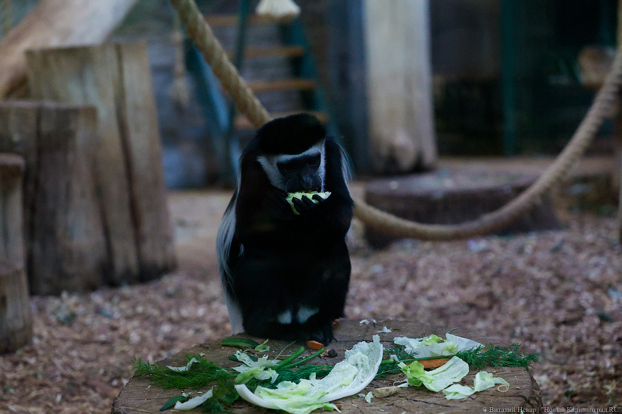 Детки Годзиллы: в Калининградском зоопарке родились колобусы (фото)