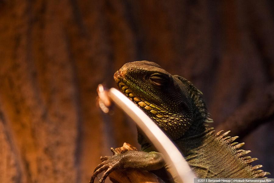 «Зов джунглей»: фоторепортаж с открытия первого калининградского экзотариума