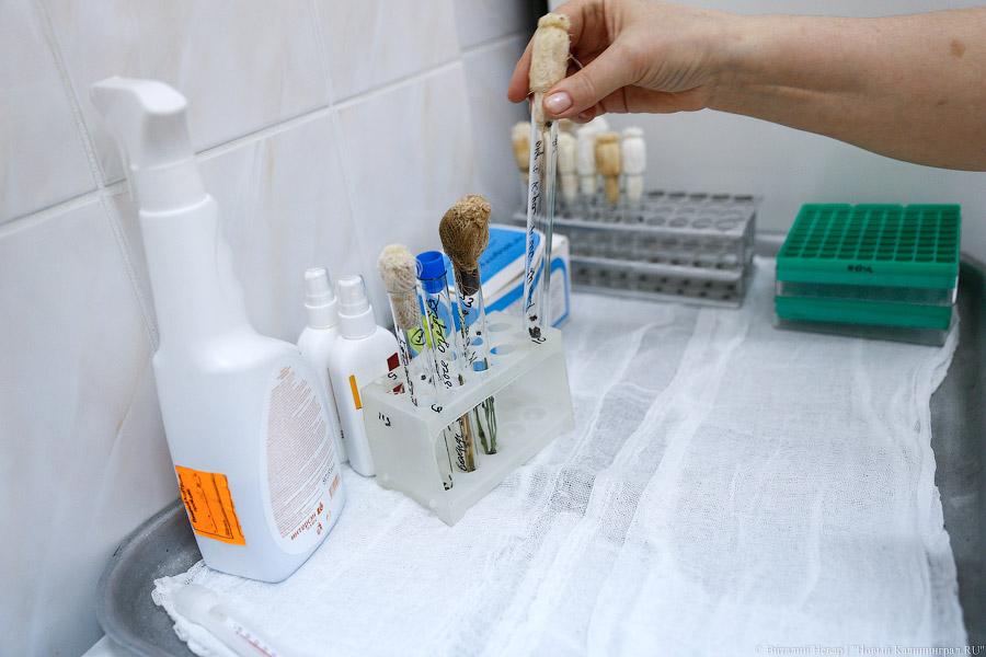 Он зловещ: клещи начали активно нападать на жителей Калининграда и области