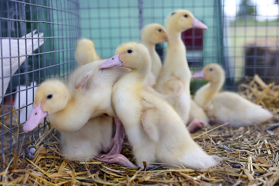 Ржится рожь, овёс овсится: в Калининградской области проходит Всероссийский день поля (фото)