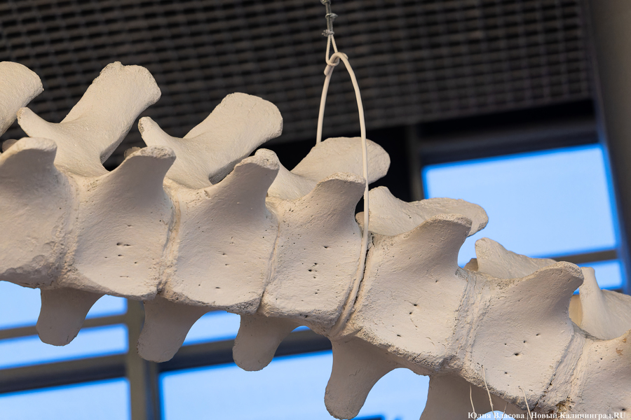 Первый «обитатель» «Планеты Океан»: скелет кашалота переезжает из «Глубины» (фото)