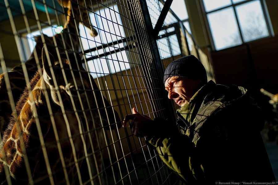 Любит веточки и маму: фоторепортаж из павильона, где живет новорожденный жираф (фото)