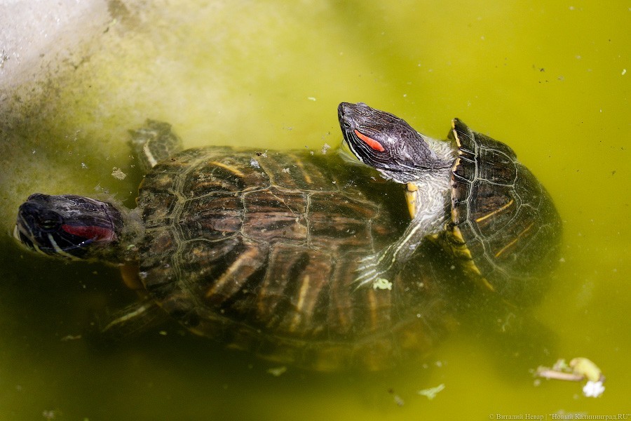 Дистанция в одного кенгуру: первый день работы Калининградского зоопарка (фото)