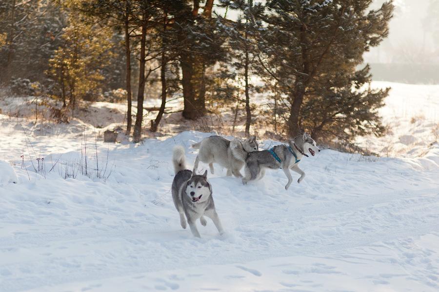 «Сказки о хаски»: фоторепортаж с тренировки ездовых собак и интервью с владельцами