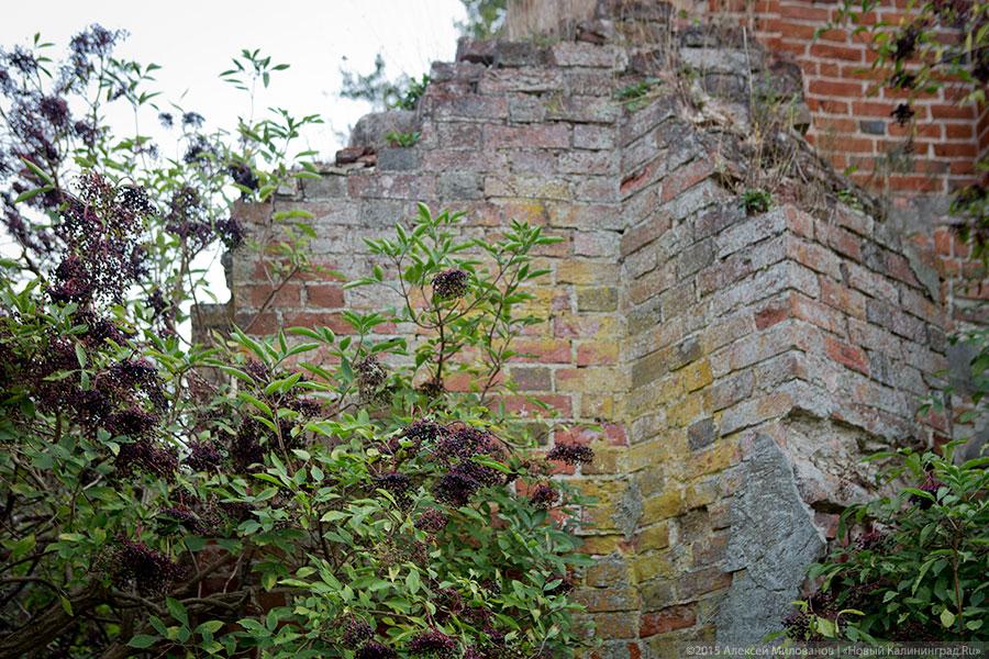 Исчезая в зелени: руины кирхи XIV века в поселке Яблоневка Гурьевского района