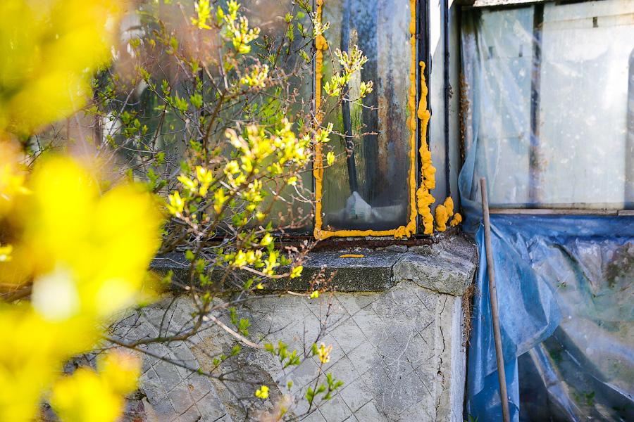 Экзотика в руинах: аварийные оранжереи Ботанического сада и их будущее