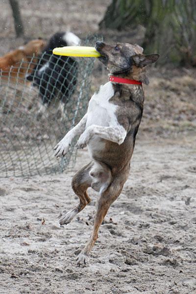 «Главные по тарелочкам»: фоторепортаж с соревнований по дог-фрисби