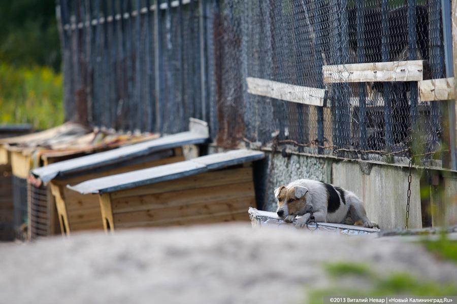 Естественный отбор: что творится за забором Службы защиты животных (фото)