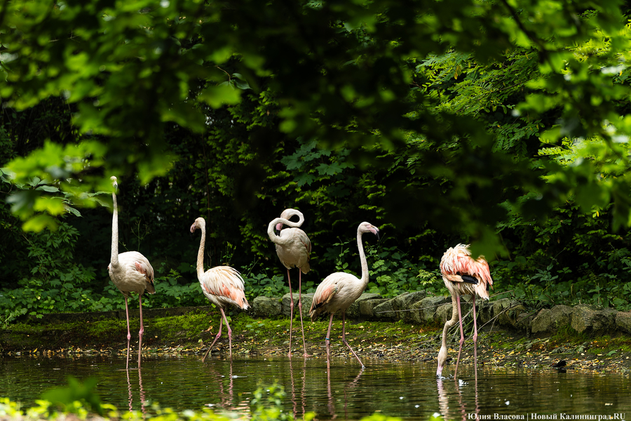 Вольные птицы: в зоопарке Калининграда пернатых выпустили в водоемы (фото)
