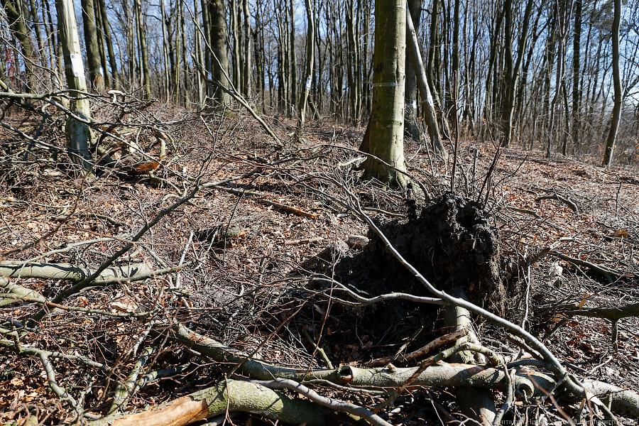 Пеньки в Холмогоровке: кто вырубает лесопарк под Калининградом