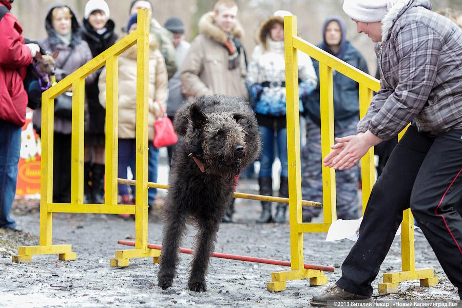 «Праздник для собак»: фоторепортаж из Ботанического сада