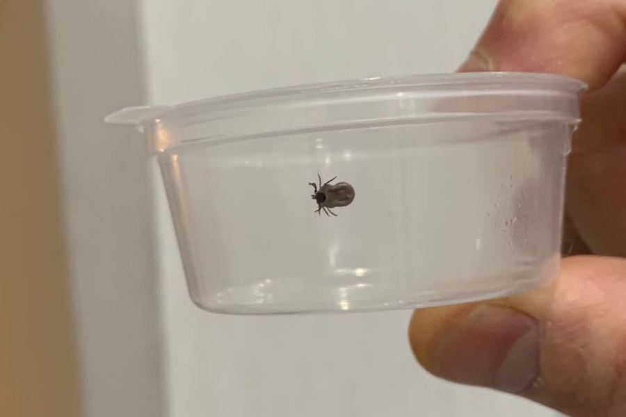 В Калининграде мужчину в мороз укусил клещ