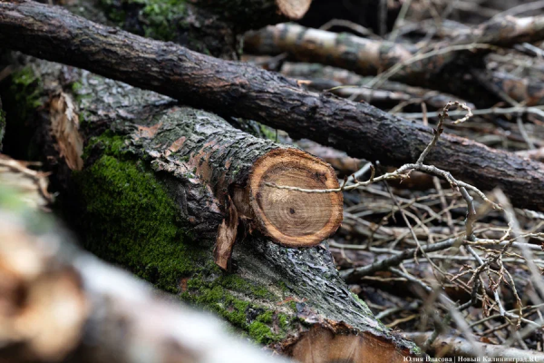 «Лукойл» получил разрешение на вырубку деревьев в Зеленоградском округе