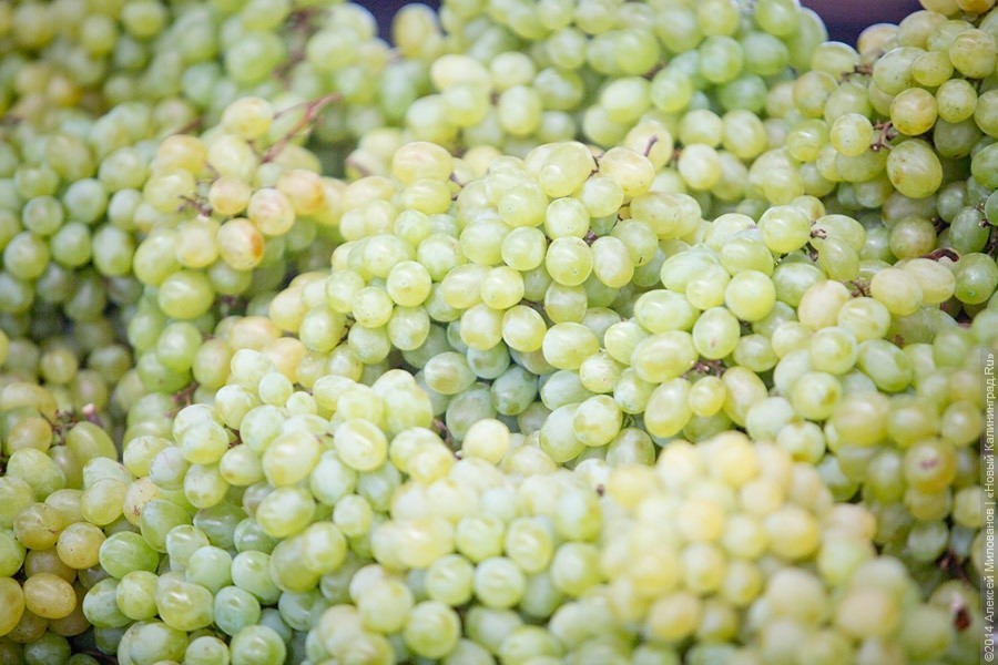 Ученые начали проект по отбору сортов винограда для выращивания в КО