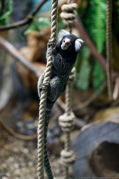 Само очарование: «фотосессия» семейства игрунок в Калининградском зоопарке 