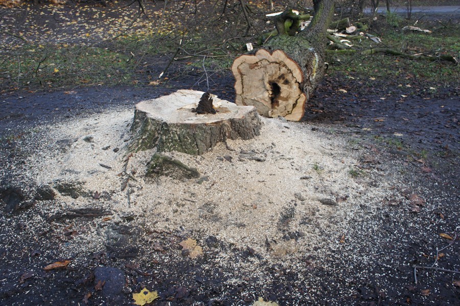 Силанов: жители ул. Дарвина просят срубить старые дубы