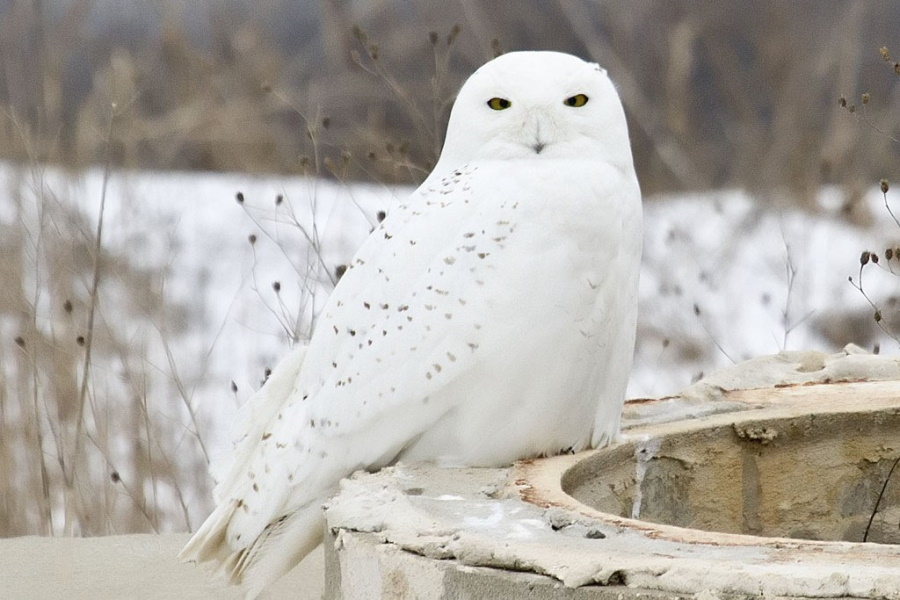 Фото: commons.wikimedia.org / CC BY-SA 2.0