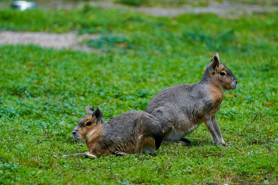 Вот компания какая: Калининградский зоопарк открыл все павильоны для посетителей
