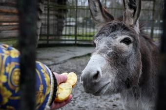 На полную реконструкцию зоопарка необходимо почти 3 млрд рублей