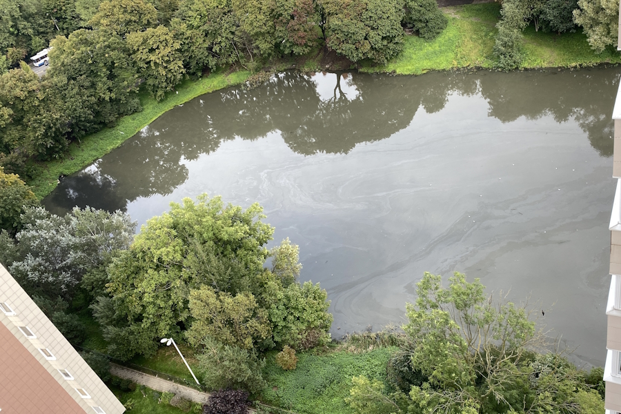 Очевидец: поверхность Ялтинского пруда покрыта разводами маслянистой пленки (фото)