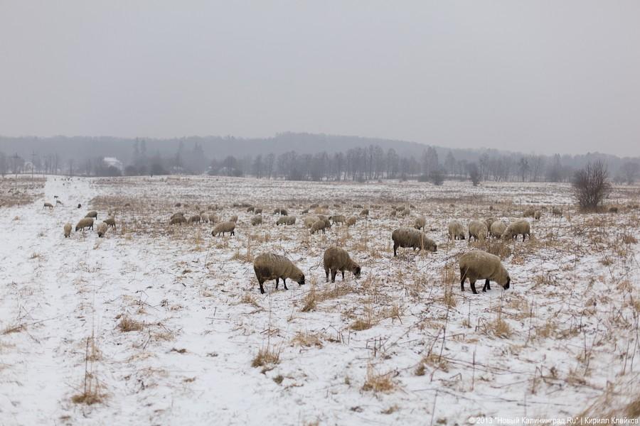 Фермер Сергей Семенов: «Тринадцать минут — и с барана китель снят»