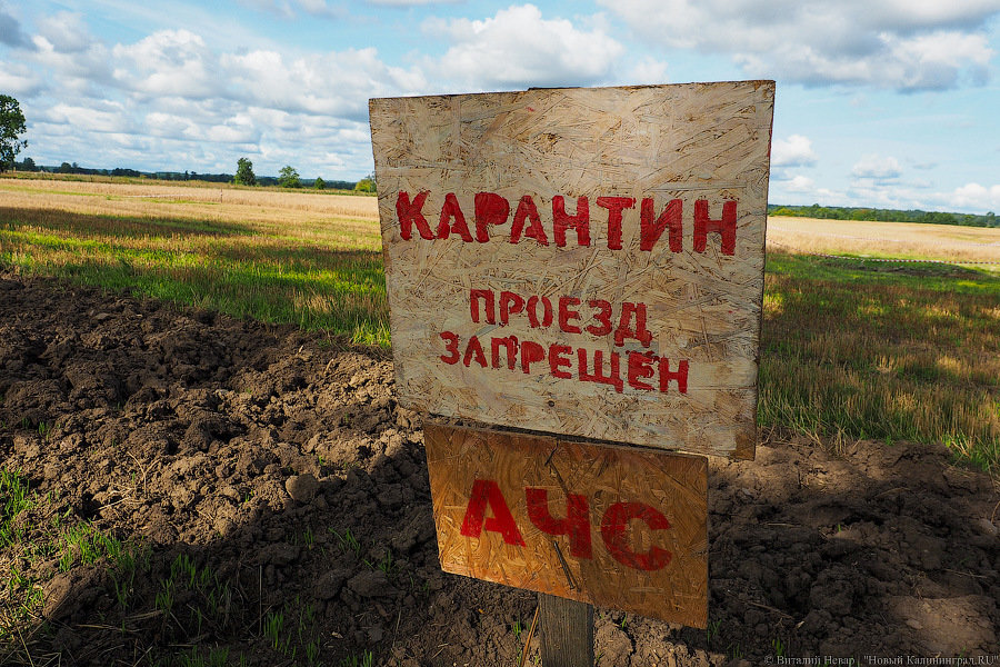 В Польше с начала эпидемии АЧС зарегистрировано 3,5 тыс. очагов болезни