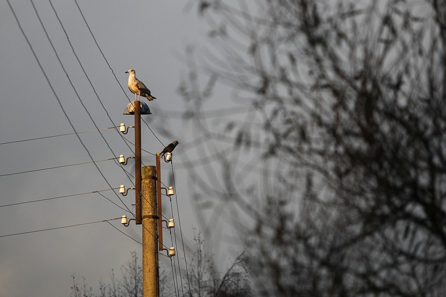 Зеленоградск и поселки возле него остались без воды и света из-за грозы