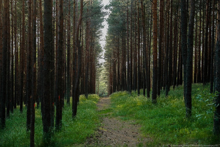 Дмитрий Медведев поручил конфисковывать орудия незаконных рубок леса